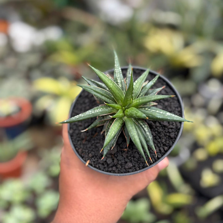 EXACT PLANT Sansevieria penomenal crested
