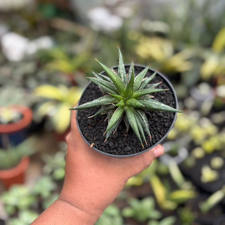 EXACT PLANT Sansevieria penomenal crested