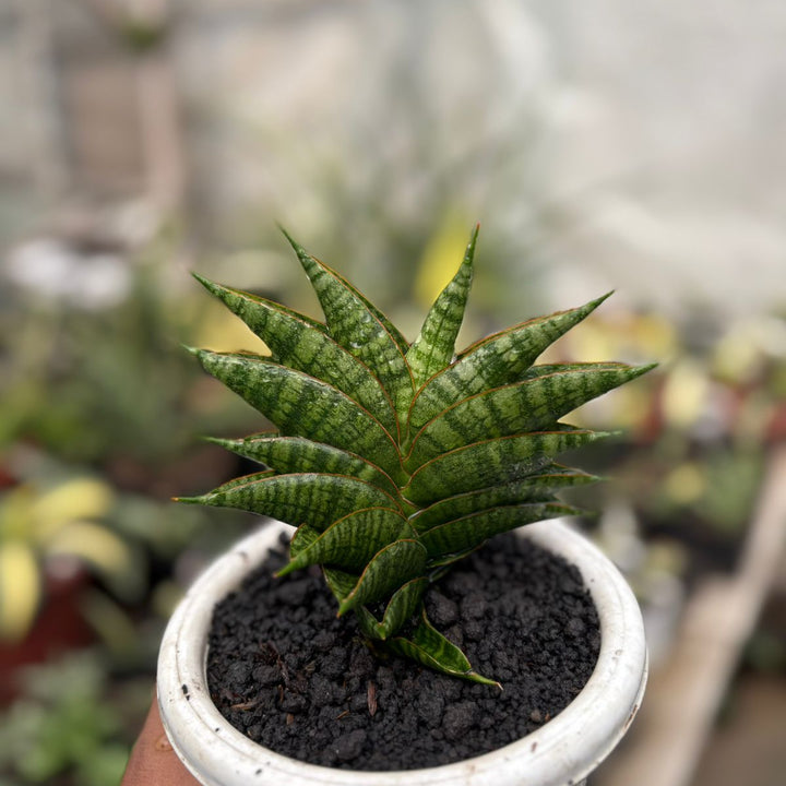 EXACT PLANT  Sansevieria sindoro