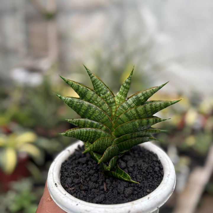 EXACT PLANT  Sansevieria sindoro