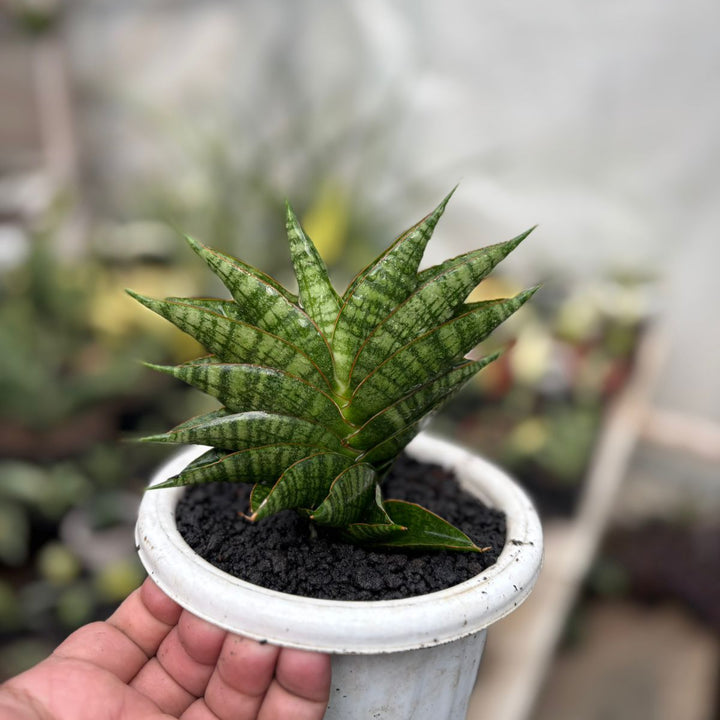 EXACT PLANT  Sansevieria sindoro