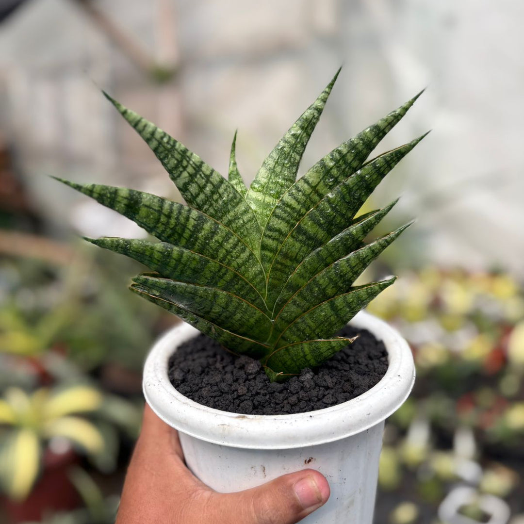 SA49 Sansevieria sindoro  ngipas