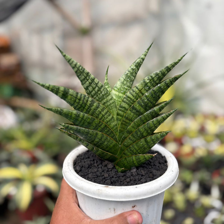 SA49 Sansevieria sindoro  ngipas