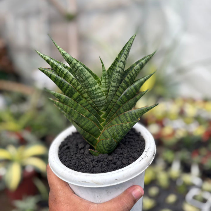 SA49 Sansevieria sindoro  ngipas
