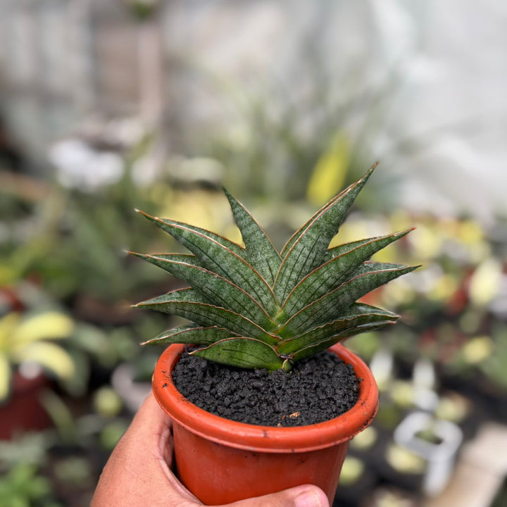 SA50 Sansevieria AO77