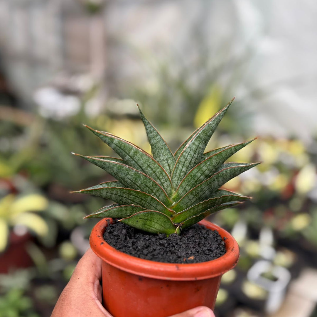 SA50 Sansevieria AO77