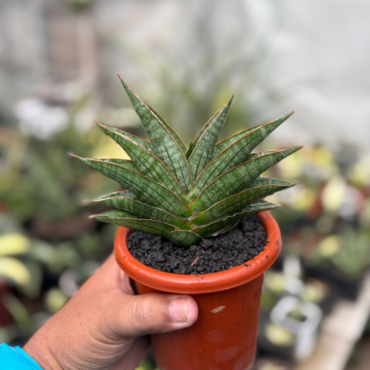 Sansevieria ao77 – Succulentasia