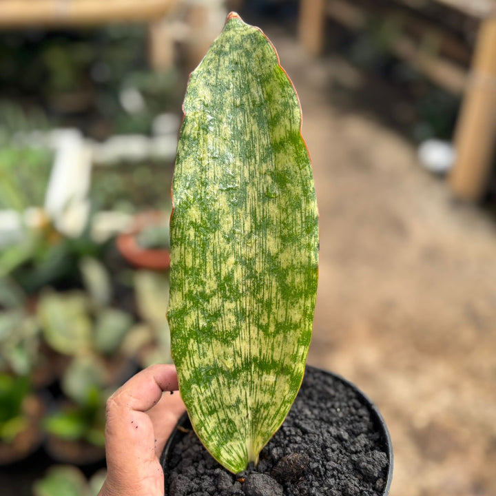 Sansevieria Braunii