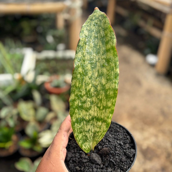 Sansevieria Braunii