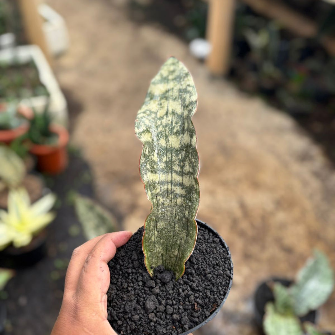 Sansevieria Kirki X Baseball