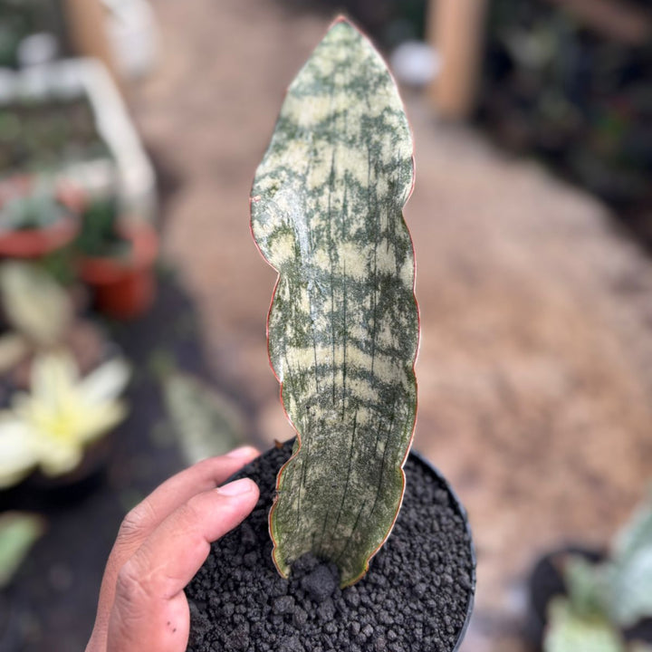 Sansevieria Kirki X Baseball