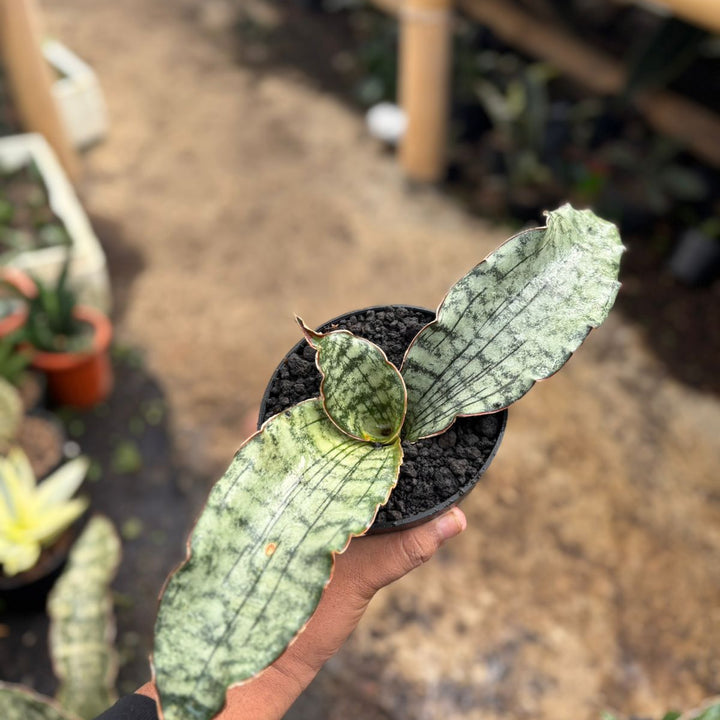 Sansevieria Kirki Elianor