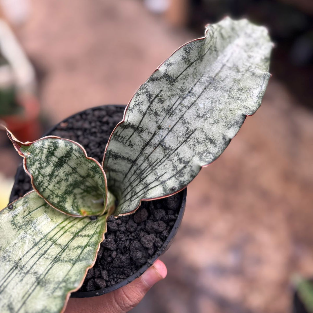 Sansevieria Kirki Elianor