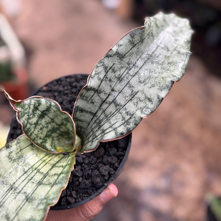 Sansevieria Kirki Elianor