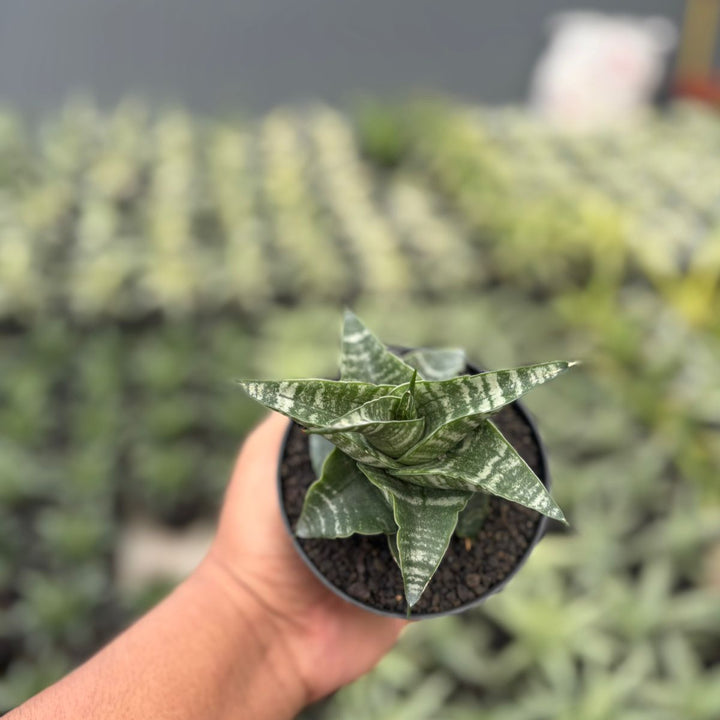 Sansevieria Vegeta
