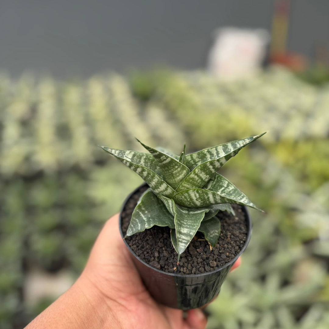 Sansevieria Vegeta