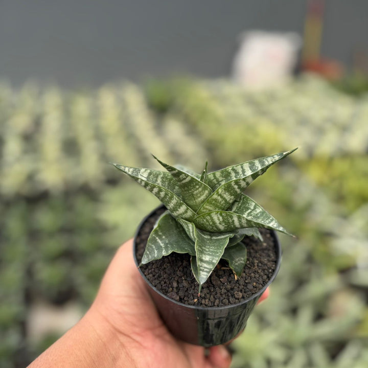 Sansevieria Vegeta
