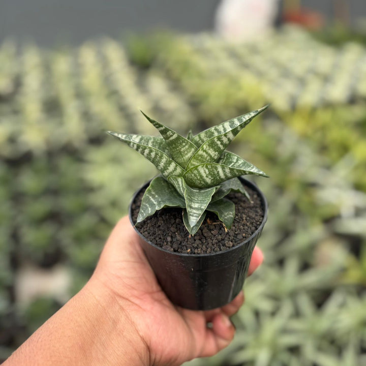 Sansevieria Vegeta