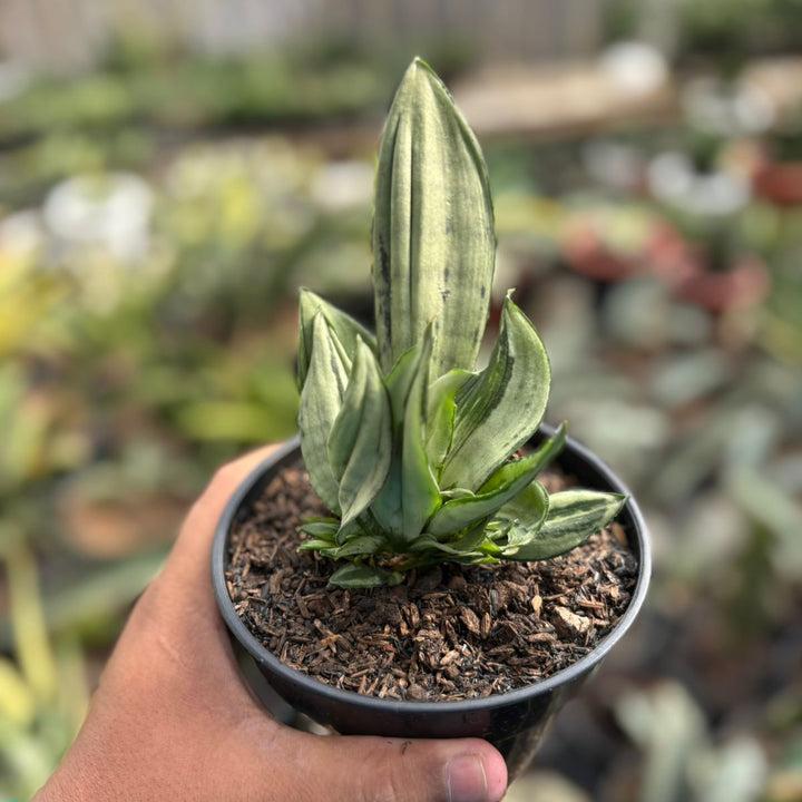 sansevieria Brazilian Crested