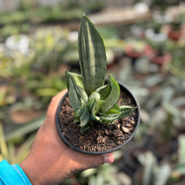 sansevieria Brazilian Crested