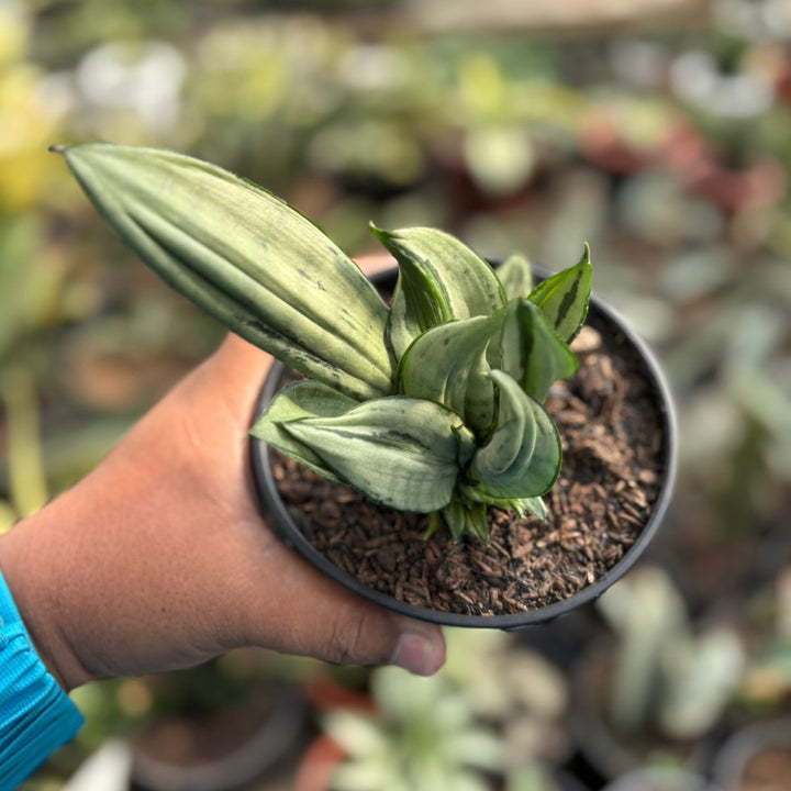 sansevieria Brazilian Crested