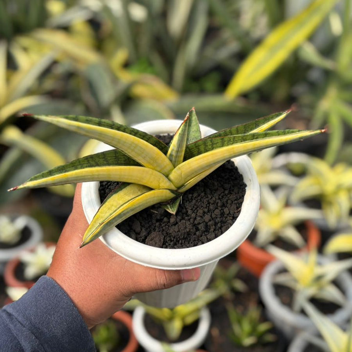 Sansevieria Marsha Green From Variegated