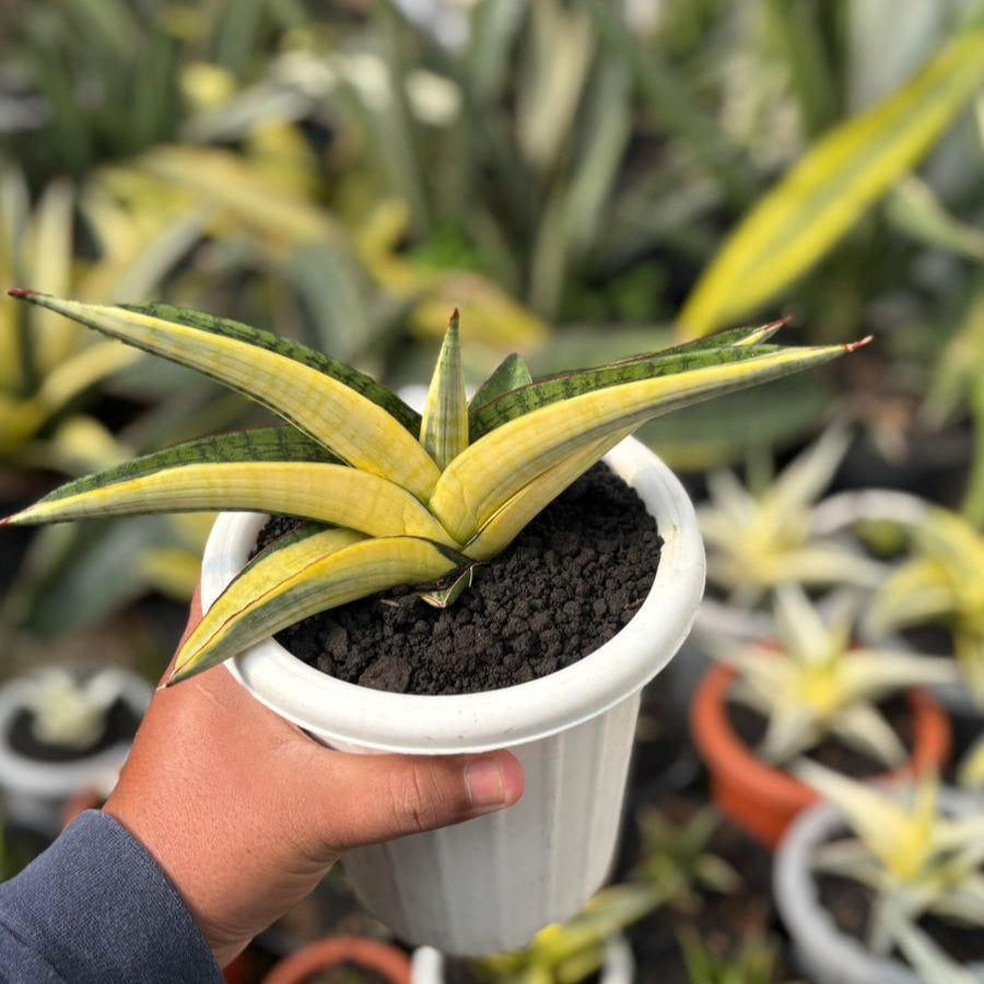Sansevieria Marsha Green From Variegated