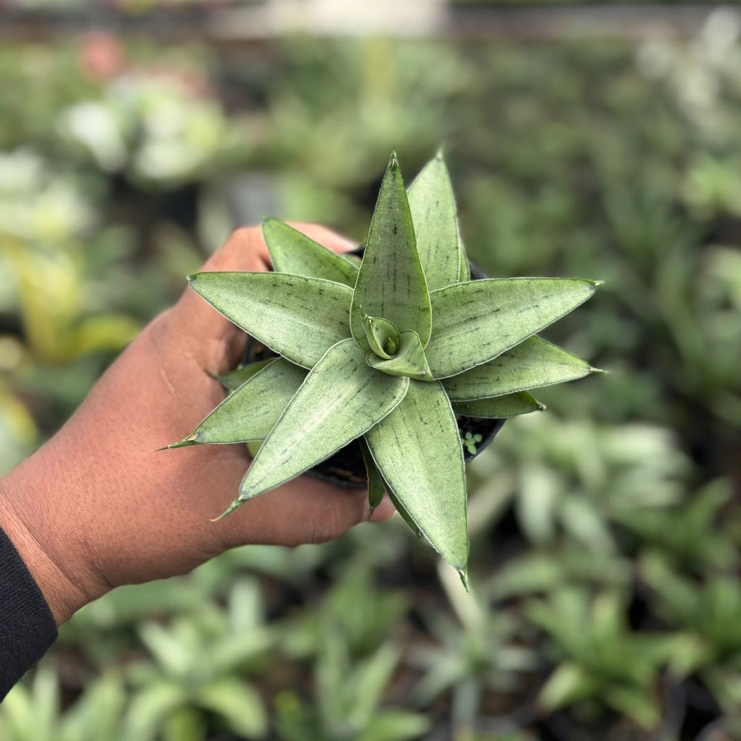 SA40 Sansevieria kumara