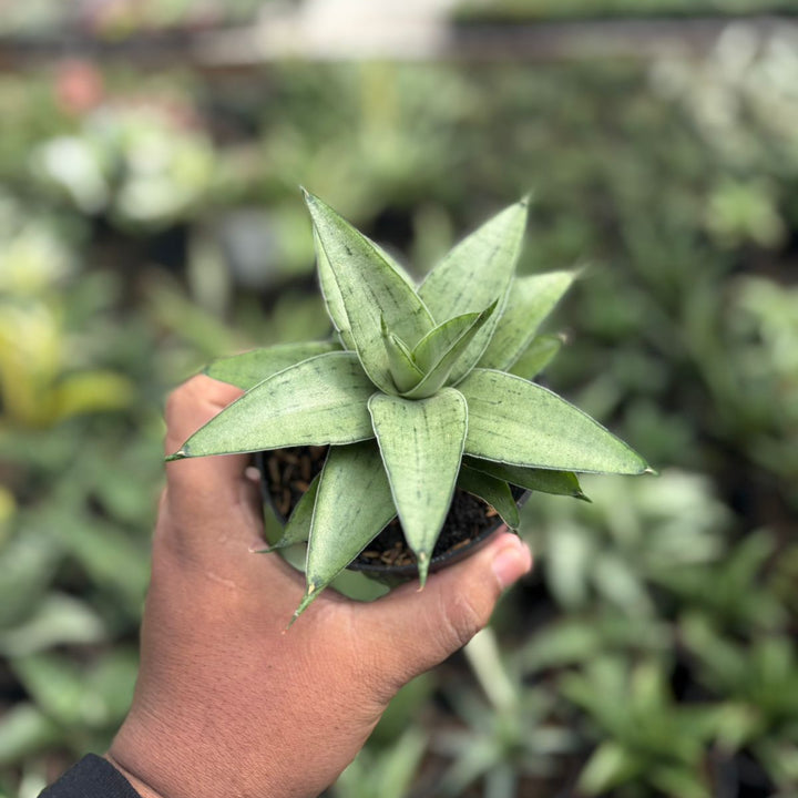 SA40 Sansevieria kumara