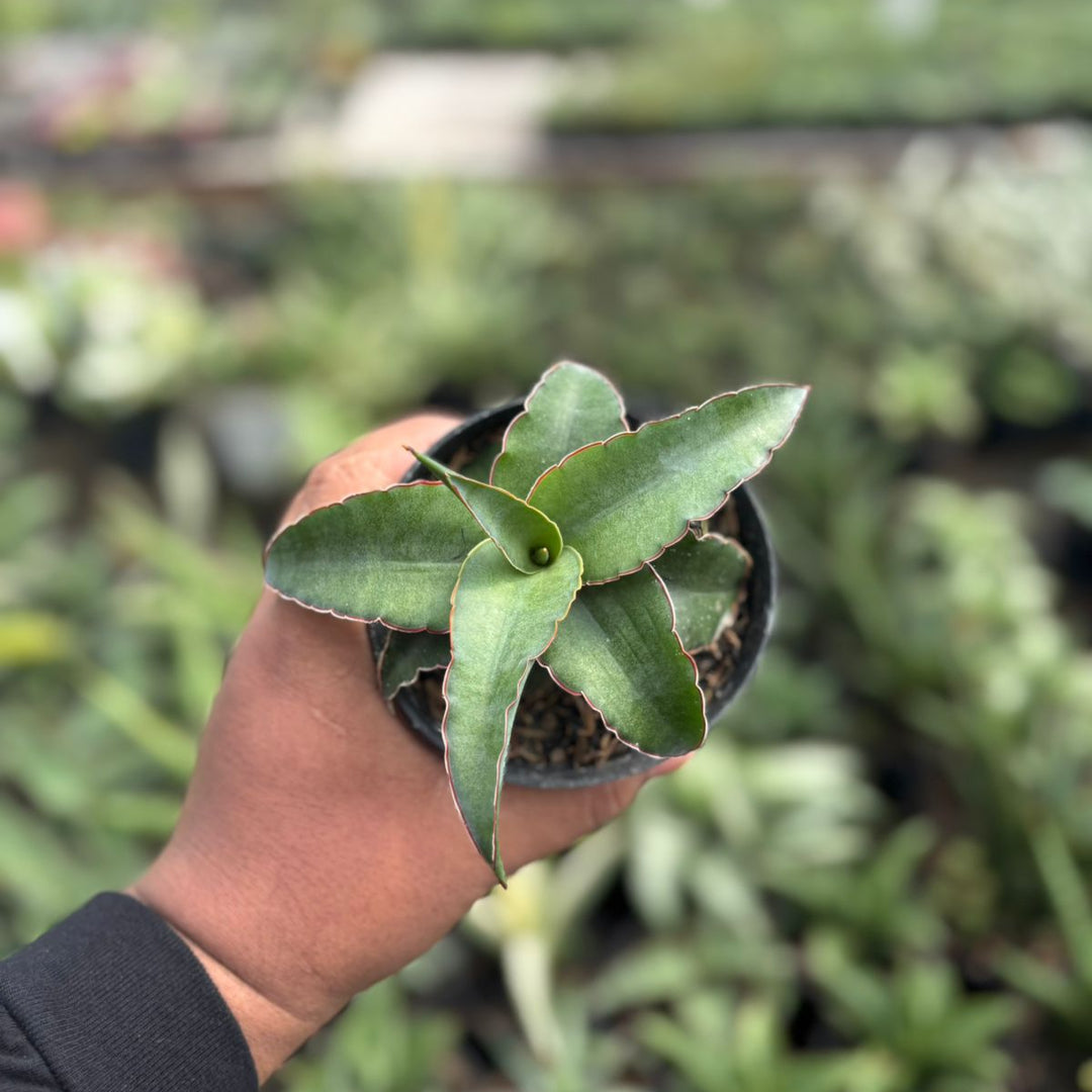 Sansevieria Ganesa