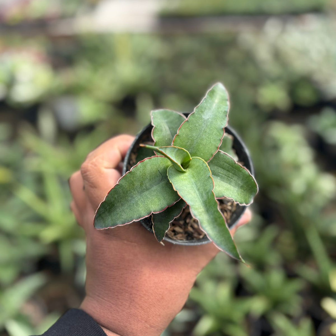 Sansevieria Ganesa