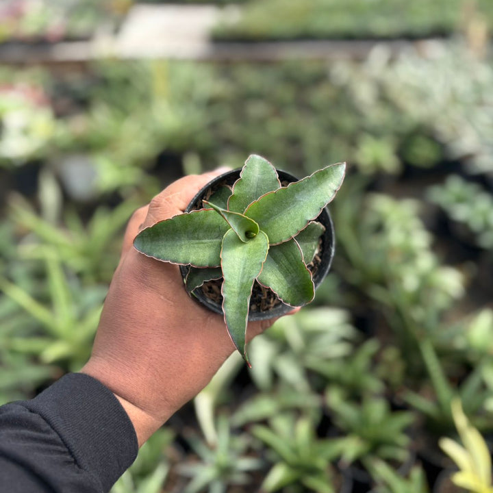 Sansevieria Ganesa