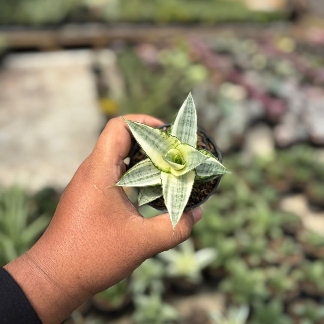 SA41 Sansevieria gabriela variegated white