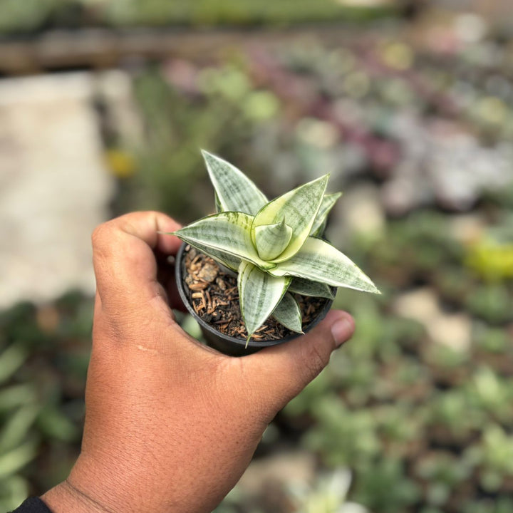 SA41 Sansevieria gabriela variegated white