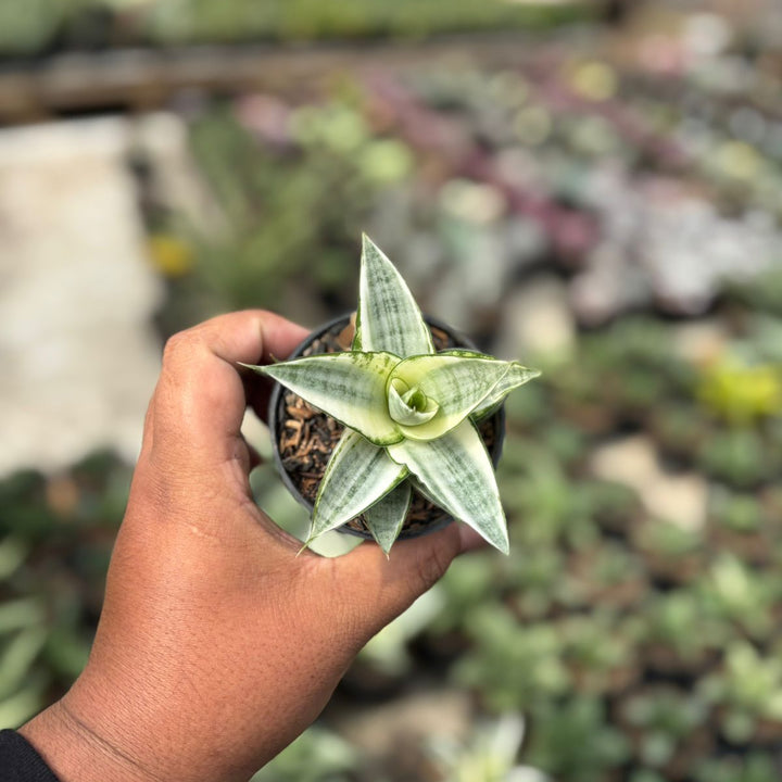 SA41 Sansevieria gabriela variegated white
