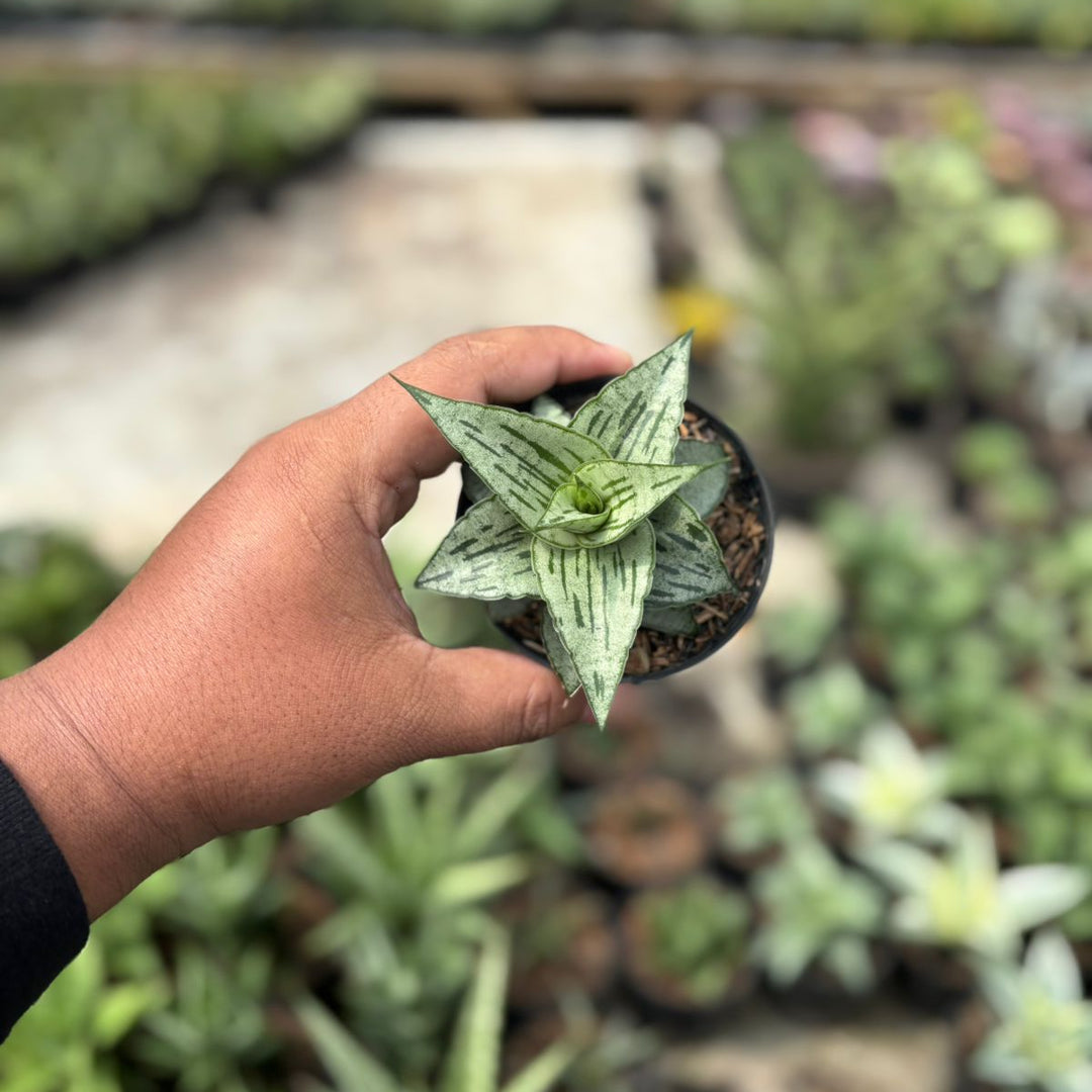 SA14 Sansevieria bianca