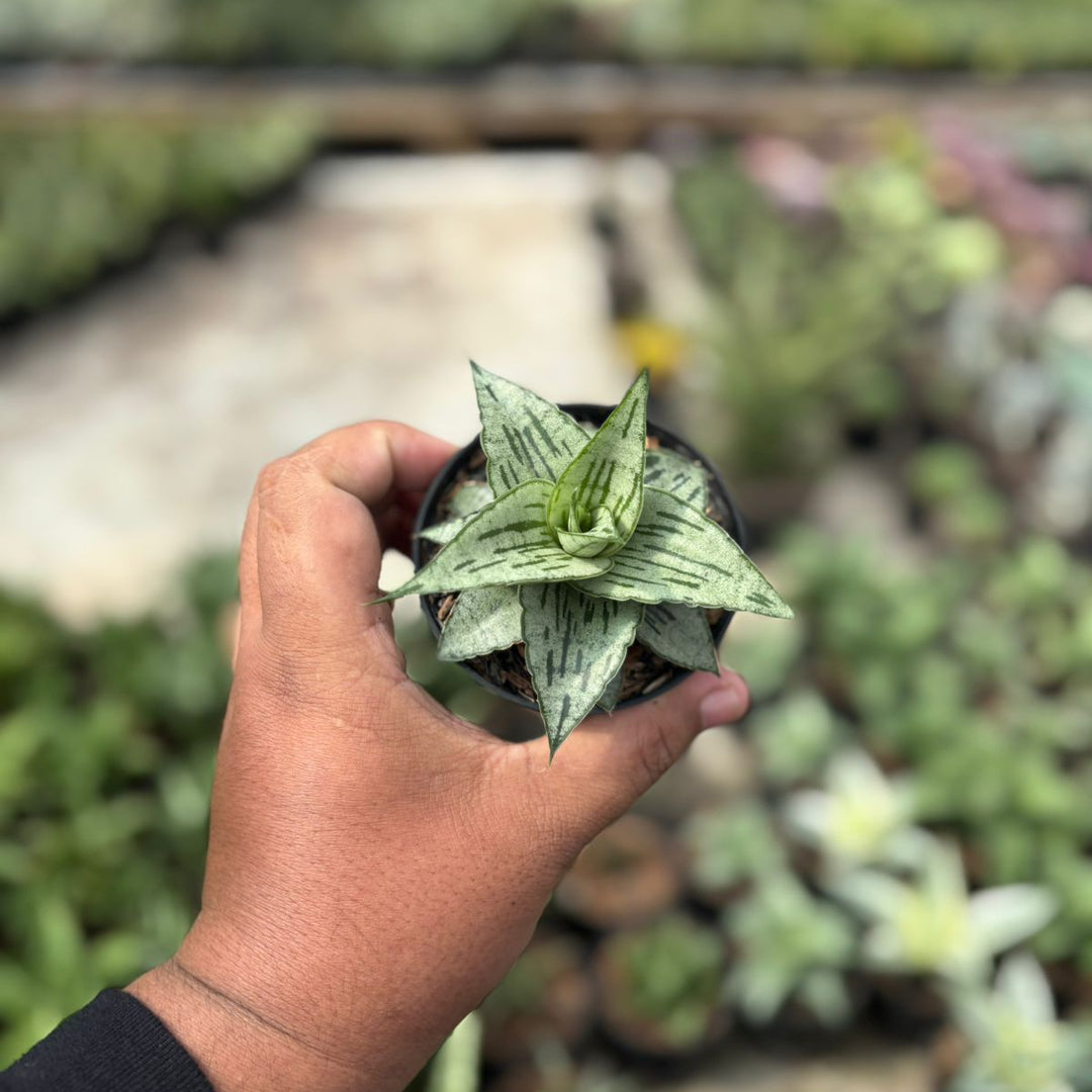 SA14 Sansevieria bianca