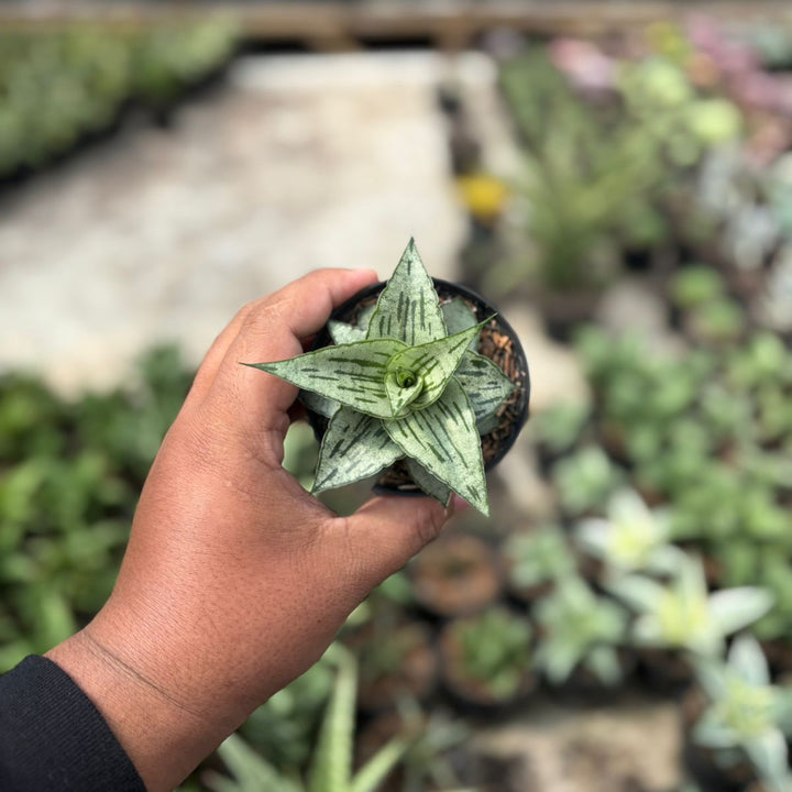 SA14 Sansevieria bianca