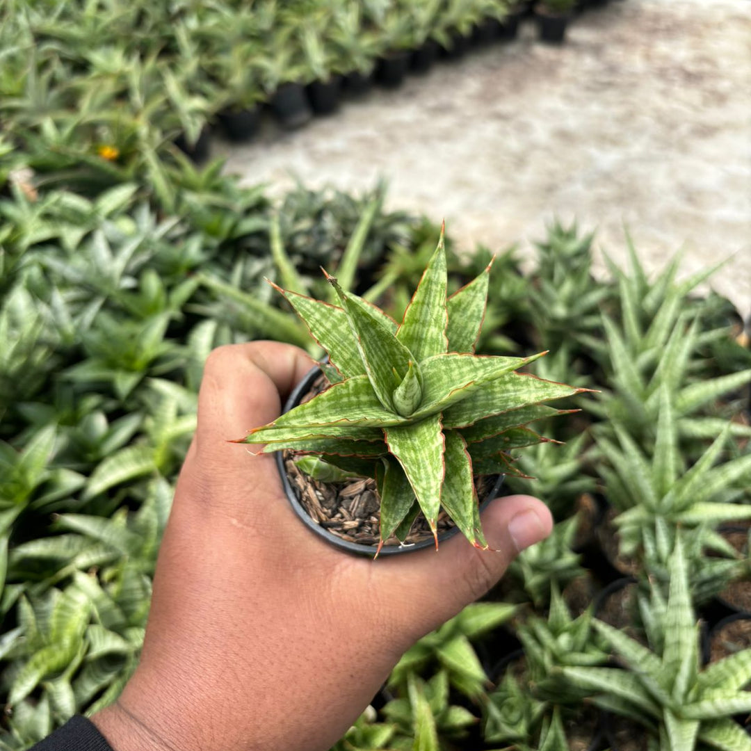 SA43 Sansevieria catline