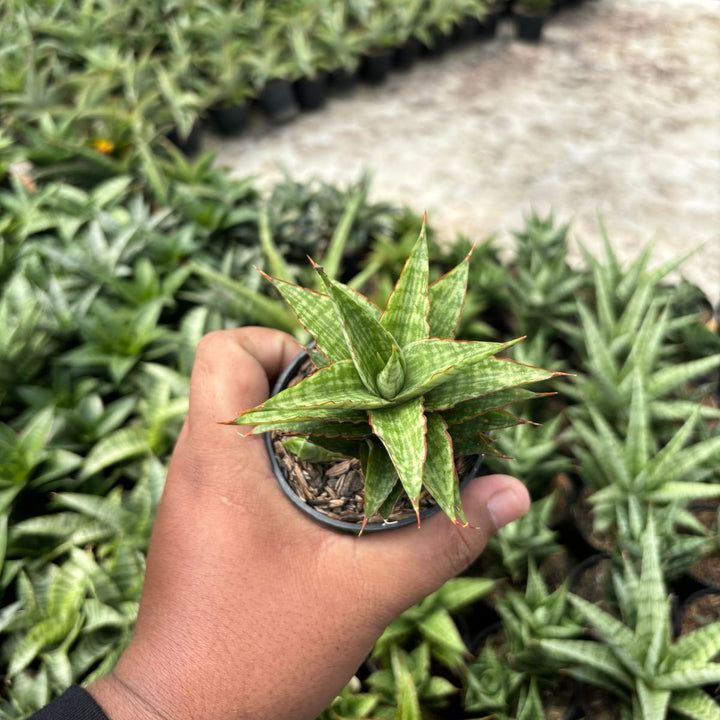 SA43 Sansevieria catline