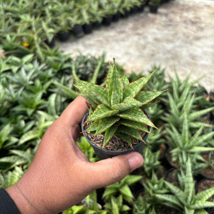 SA43 Sansevieria catline