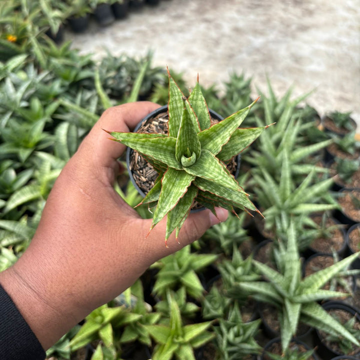 SA43 Sansevieria catline