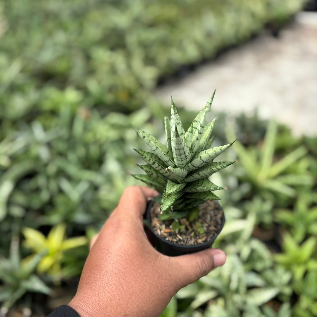 SA44 Sansevieria kesya