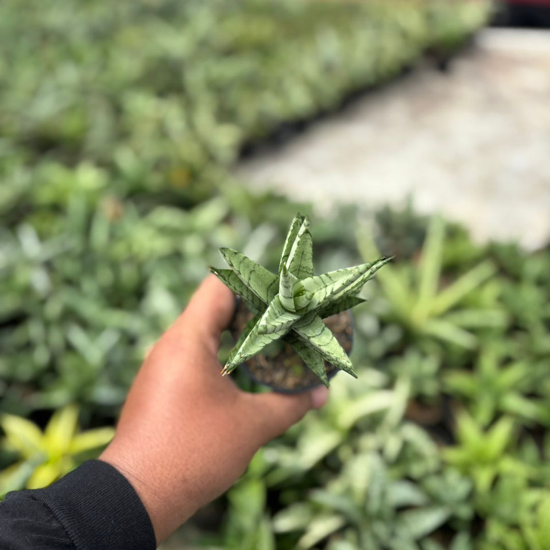 SA44 Sansevieria kesya