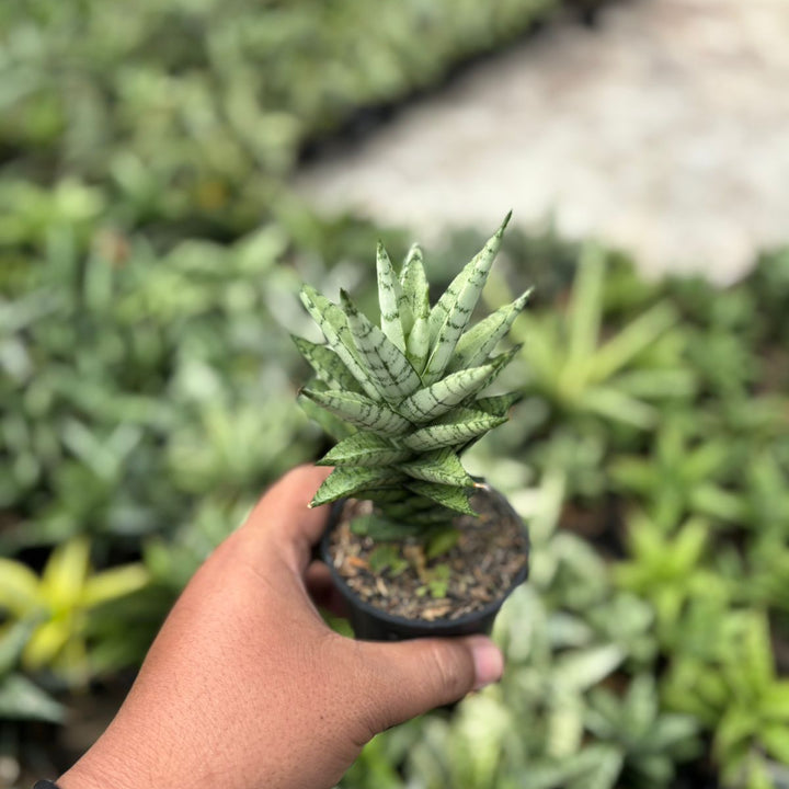 SA44 Sansevieria kesya