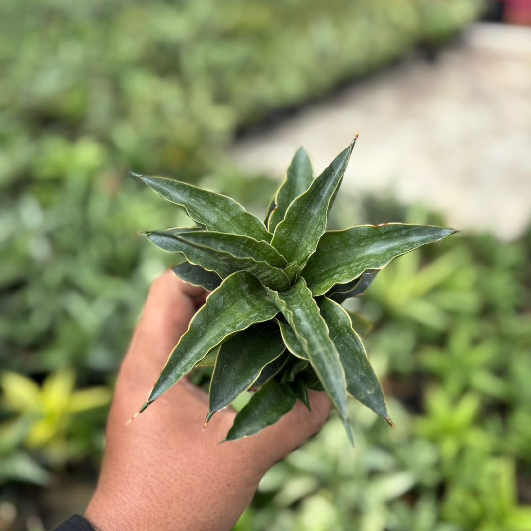 SA45 Sansevieria black malandi