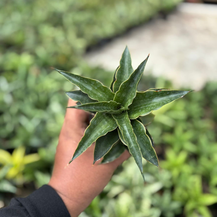 SA45 Sansevieria black malandi