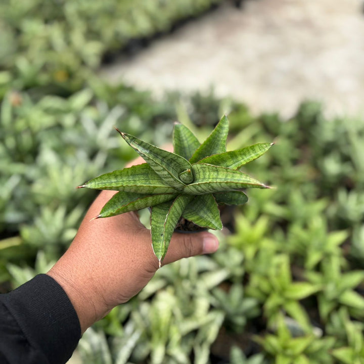 SA46 Sansevieria srikandi