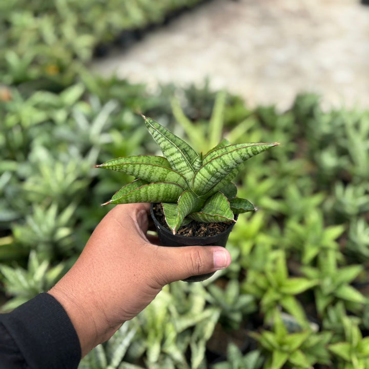 SA46 Sansevieria srikandi