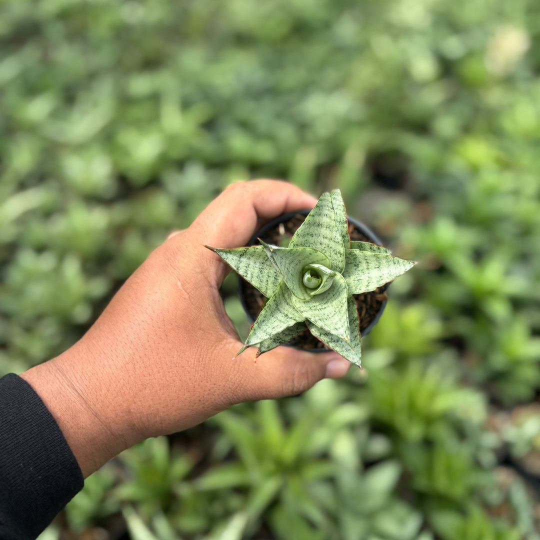 SA42 Sansevieria lotus